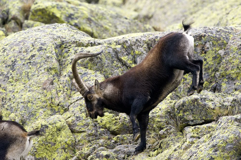 Hispanic ibex