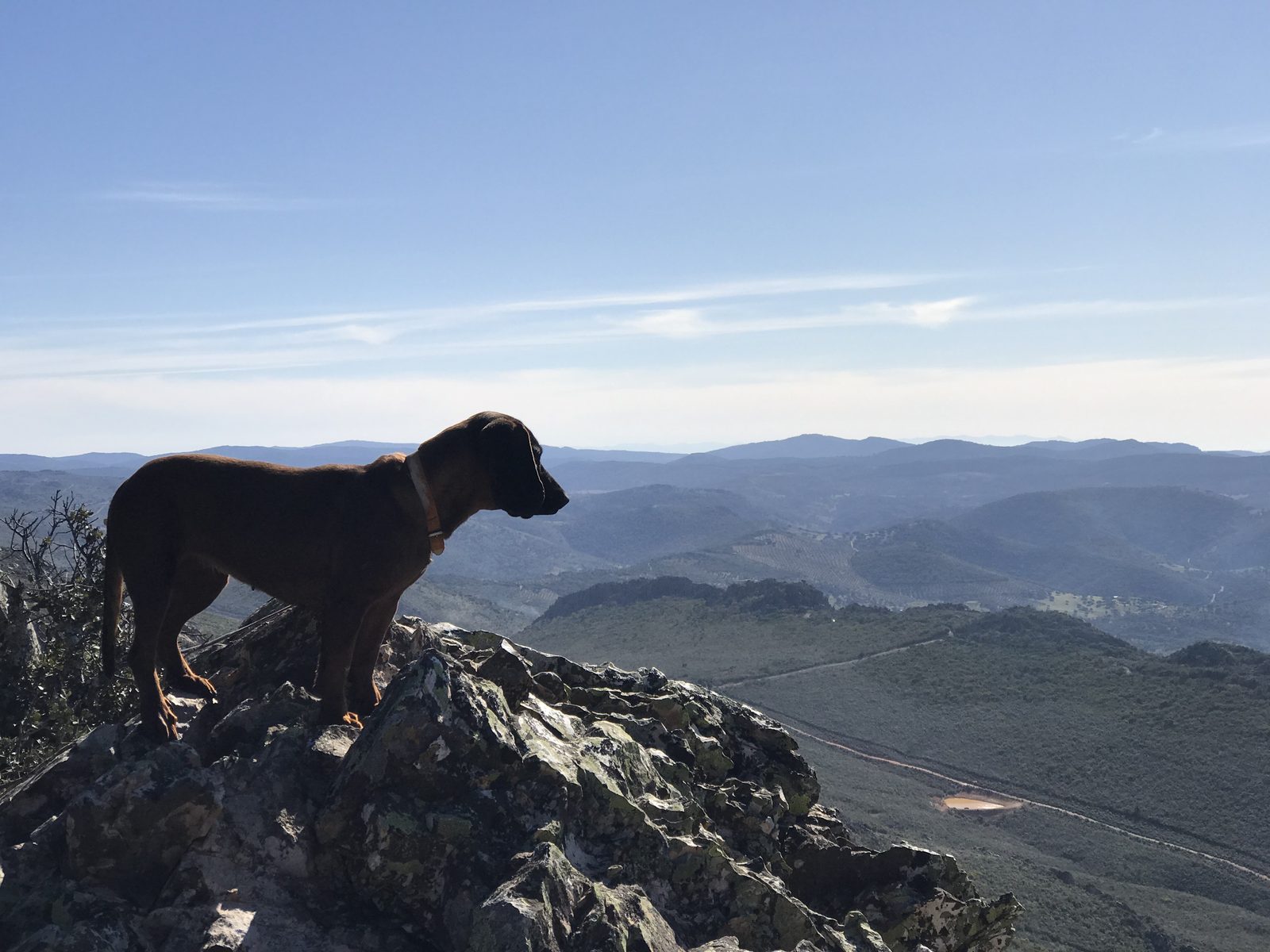 A dog on open hillside with countryside behind
