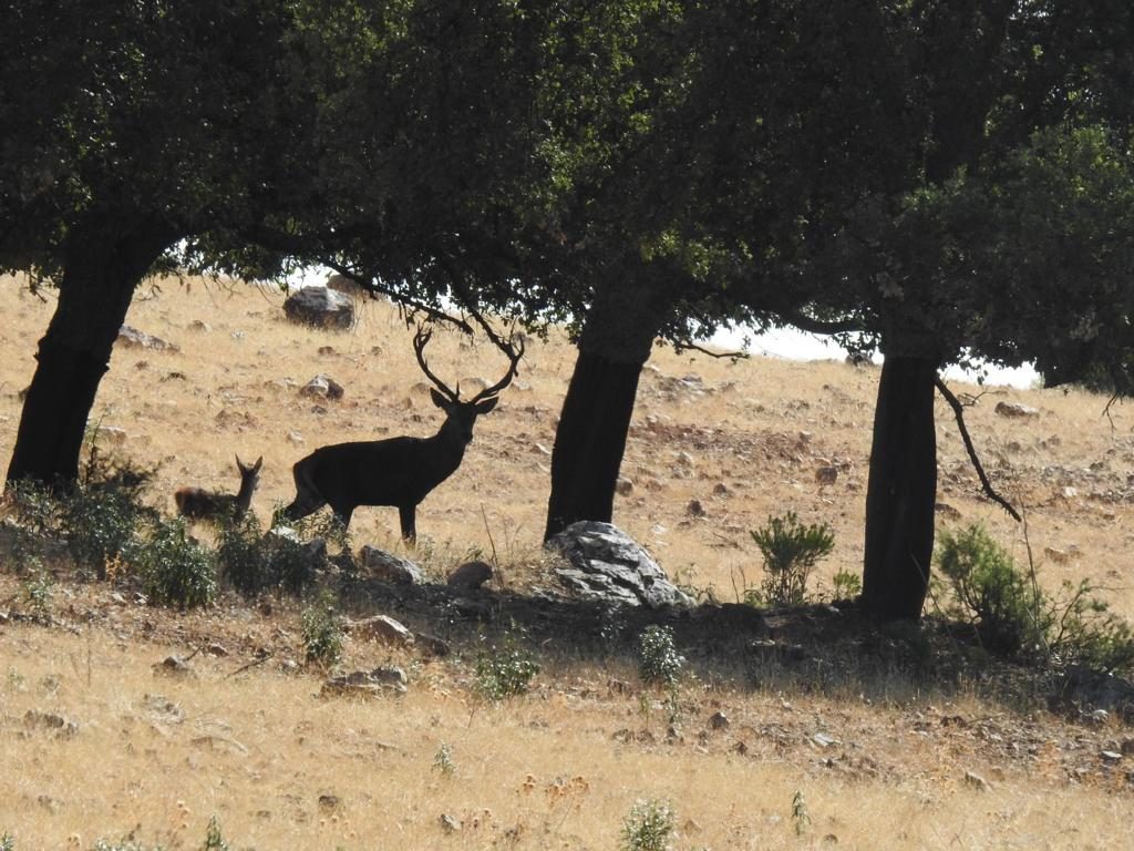 A deer standing under holm oaks