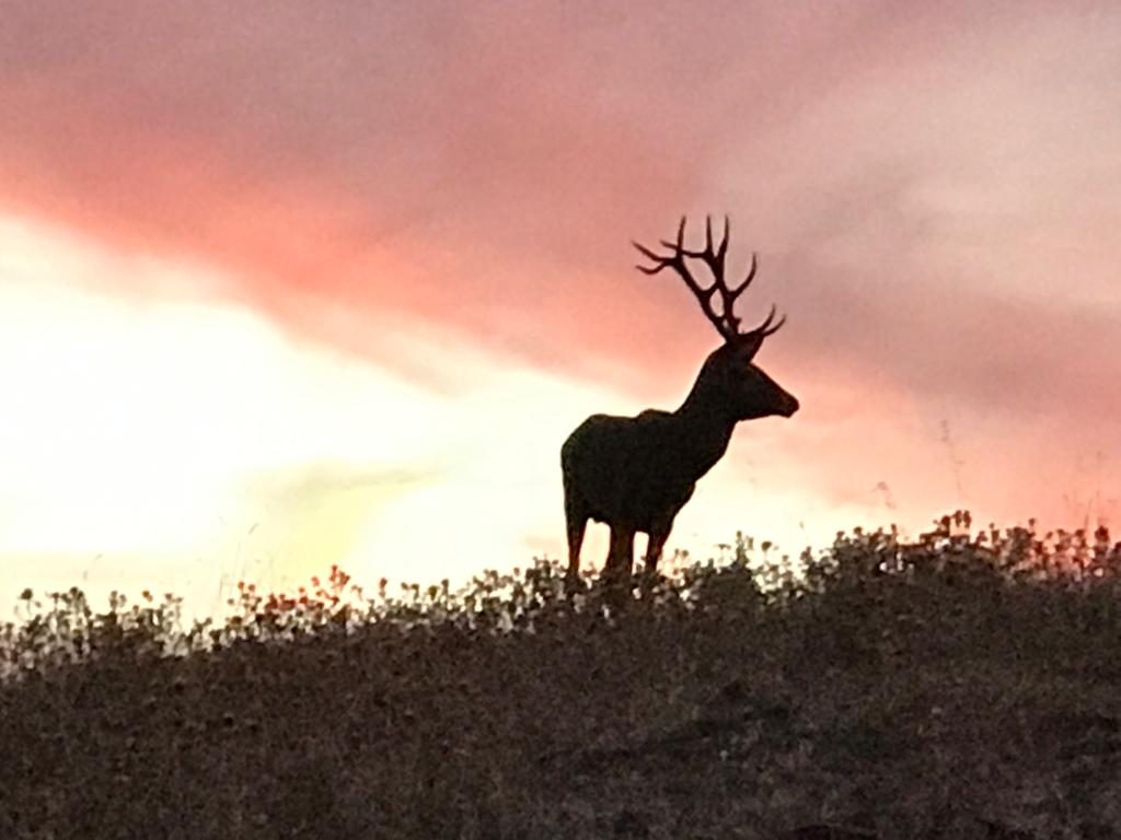 A stag silhouetted on a rise against the sky