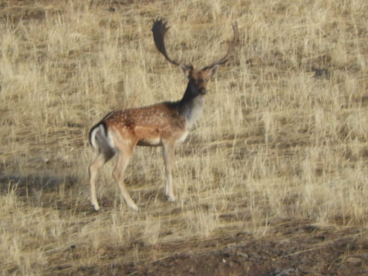 A fallow buck in open ground
