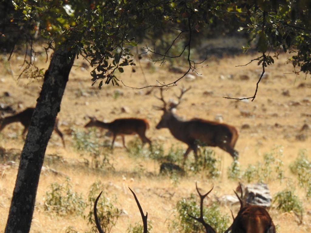 Several deer grazing together in open country
