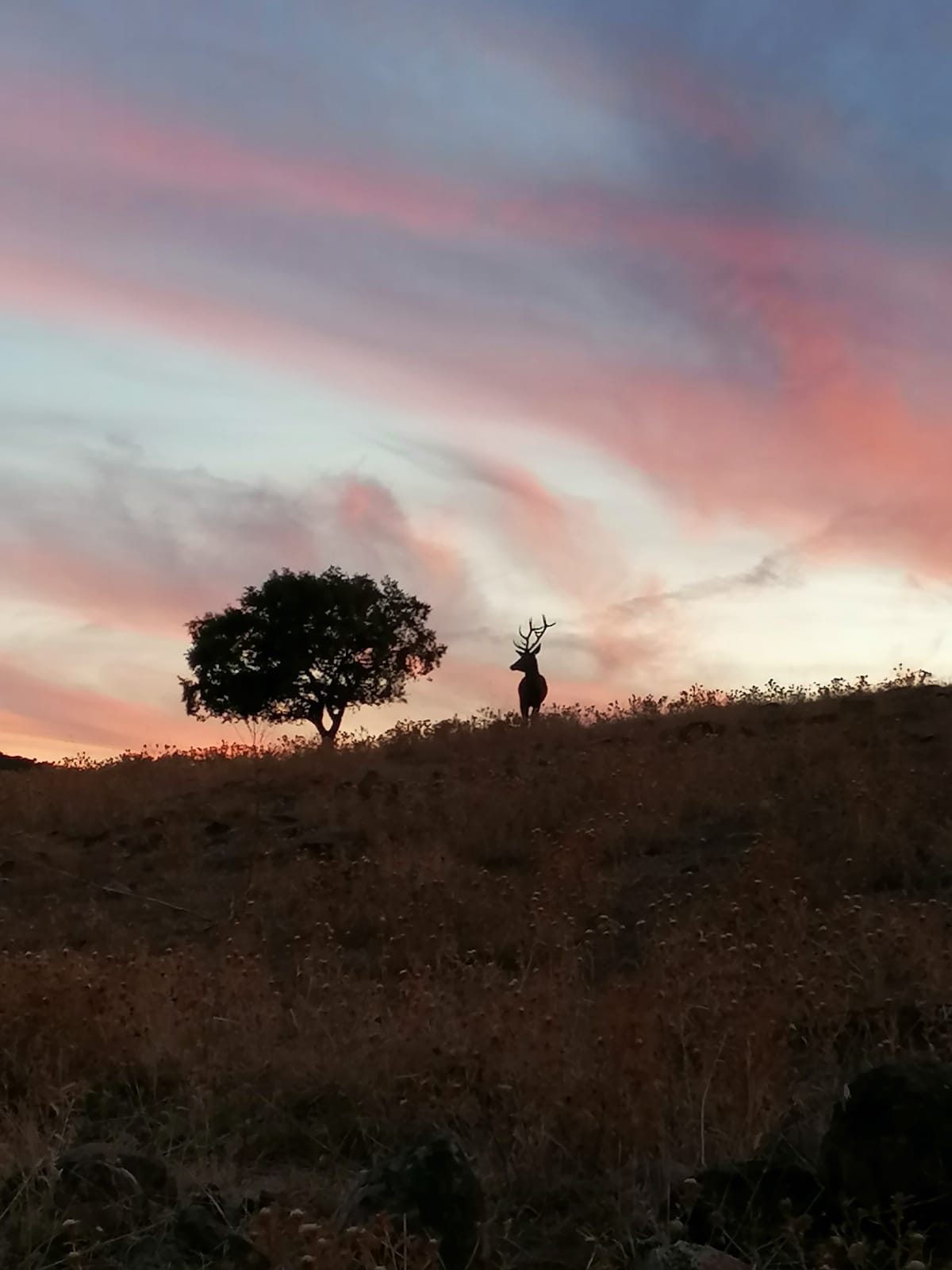 A stag and a lone tree on a ridge against a pink dawn sky