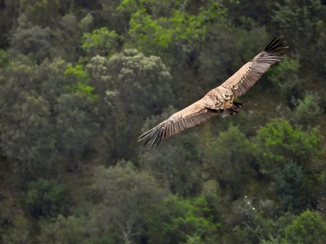 Griffon vulture