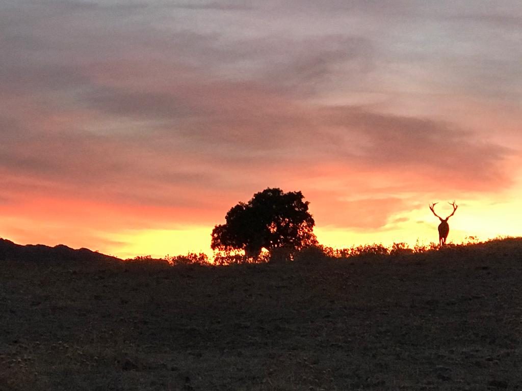 A lone tree silhouetted against a setting sun