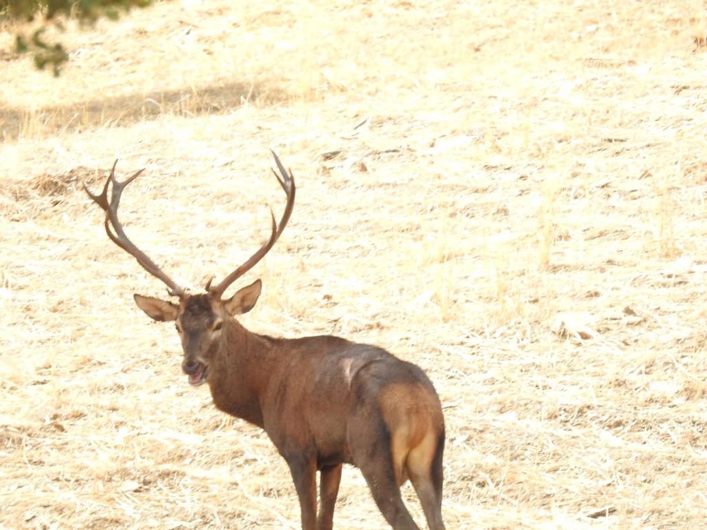A deer half-hidden in tall grass