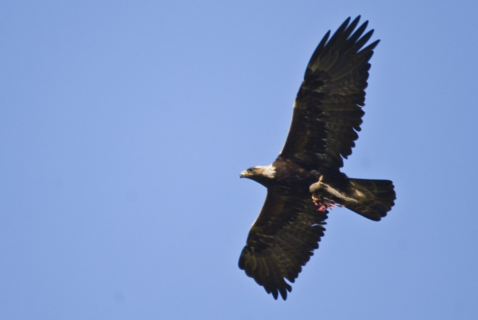 Golden eagle