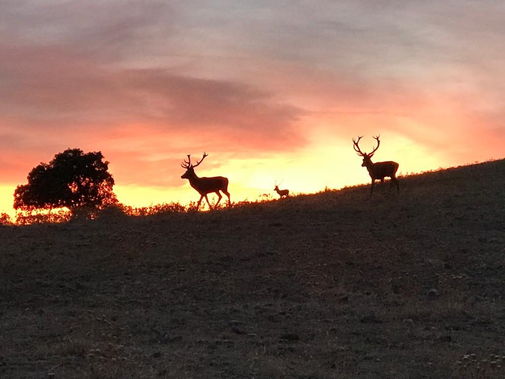 Deer in open ground against a low sunrise