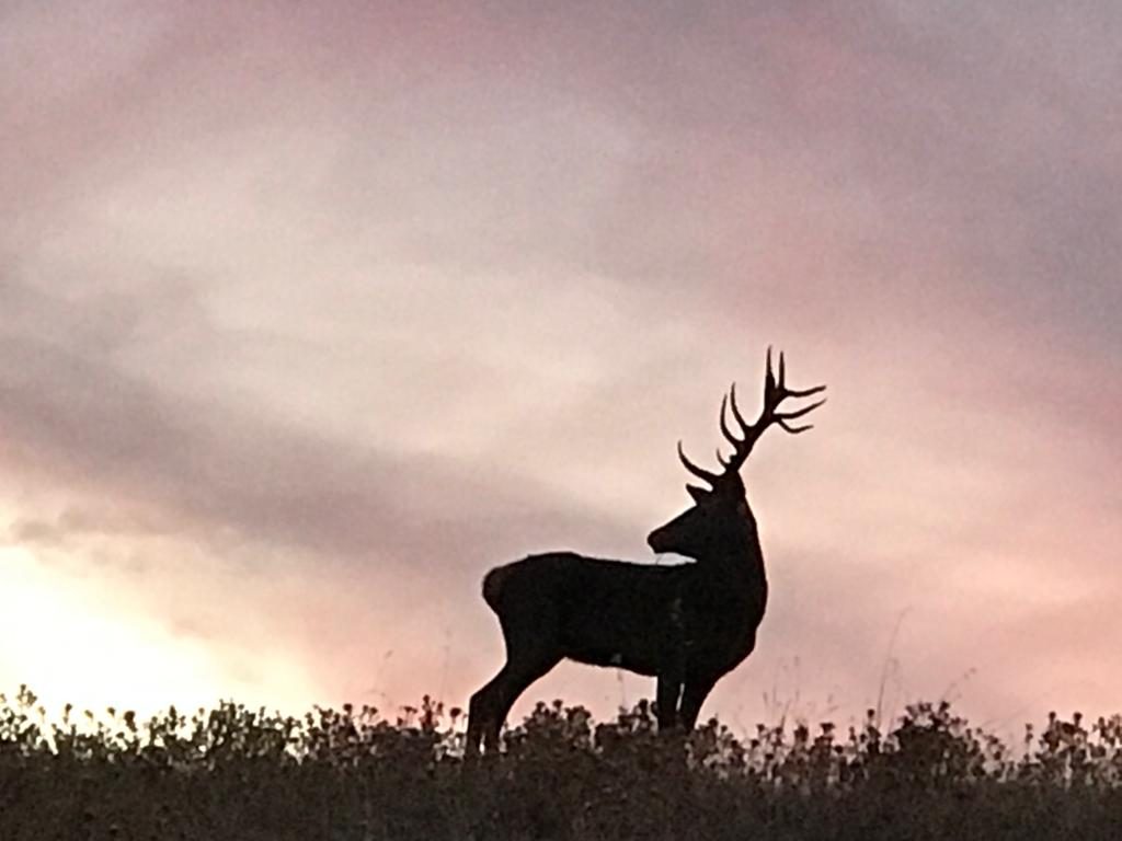A stag silhouetted against a pale evening sky